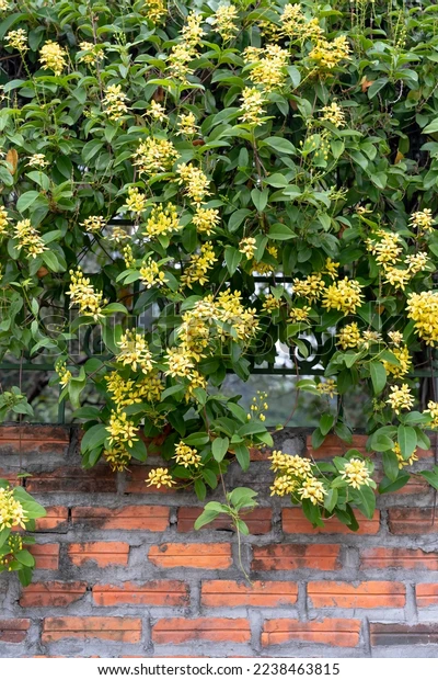 Tristellateia jaune